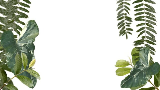 frame from tropical plants growing and moving in the wind in a loop animation isolate in white