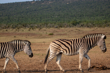 Zebra herd 
