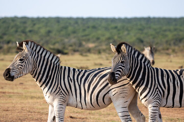 Zebra herd 