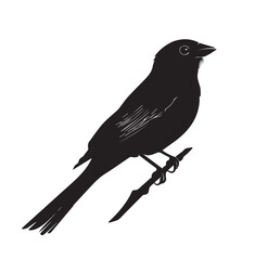 silhouettes of birds, bird, silhouette, animal, nature, illustration, vector, birds, crow, black, isolated, beak, bullfinch, branch, wildlife, white, wing, raven, feather, winter, cartoon, art, fly, 