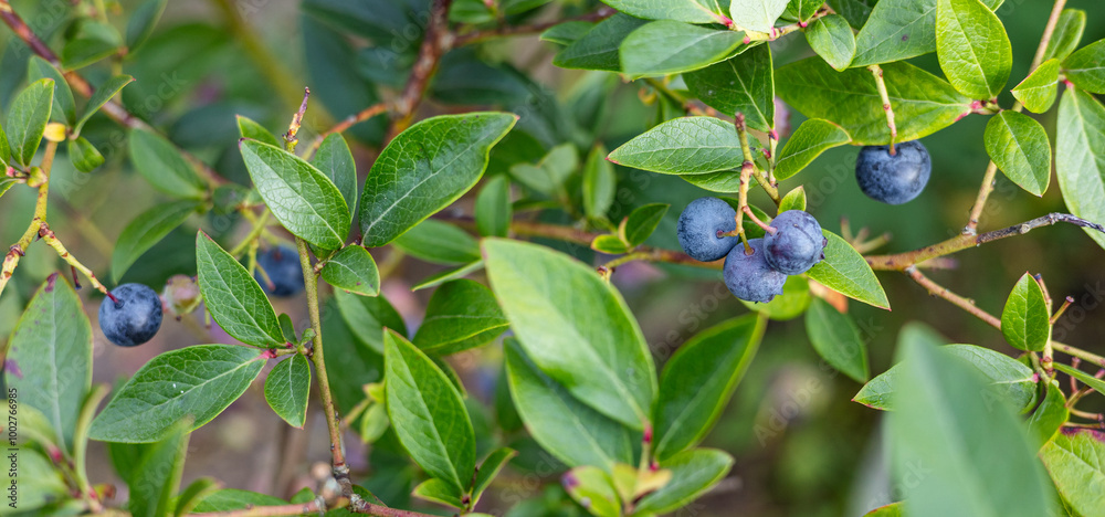 Wall mural Close-up of ripe and unripe blueberries on a lush green bush. The vibrant blue and green hues of the berries stand out against the rich foliage, capturing the essence of fresh summer produce.