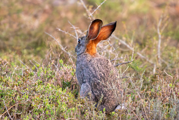 Cape Hare
