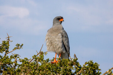 Pale Chanting Goshawk perched 