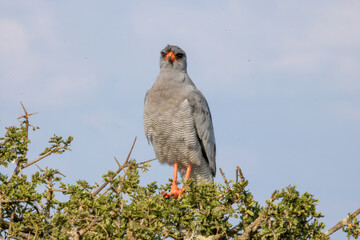 Pale Chanting Goshawk perched 