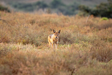 Black backed Jackal in the grassland