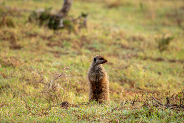 Meerkat searching for insects in the morning 