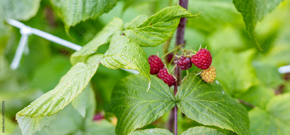 Sticker Close-up of a raspberry plant with ripe and unripe berries. Raspberries begin to redden as they ripen on a branch. The background is blurred.