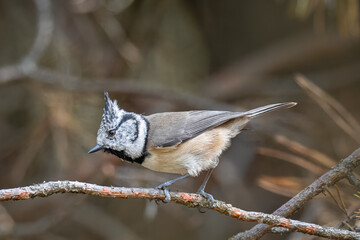 Close-up Crested tit sits on the thin branch perpendicular to the camera lens on a sunny fall day in the forest. 