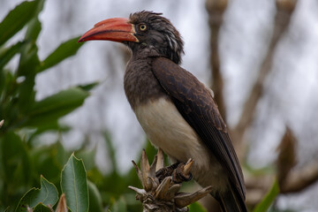 Crowned Hornbill in the wild 