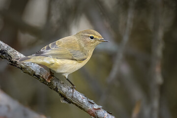 Close-up a common chiffchaff sits on the branch perpendicular to the camera lens in the forest with a grey background.