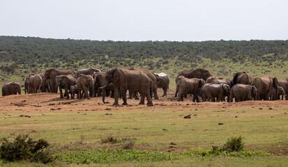 Fototapeta premium Huge herd of Elephants drinking at the waterhole 