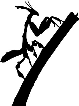 black praying mantis climbing branch clip art preview