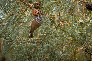A Crested tit holds onto the cone of the pine tree.