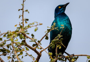 Cape Glossy starling