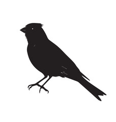silhouettes of birds, bird, silhouette, animal, nature, illustration, vector, birds, crow, black, isolated, beak, bullfinch, branch, wildlife, white, wing, raven, feather, winter, cartoon, art, fly, 