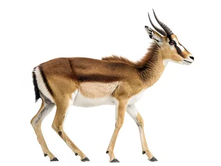 Fotobehang Tibetan antelope Pantho walking isolated on white background © Innovate Visuals