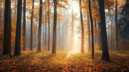 A tranquil autumn morning reveals a dense forest enveloped in fog, where sunlight gently pierces through vibrant golden leaves, creating a magical atmosphere