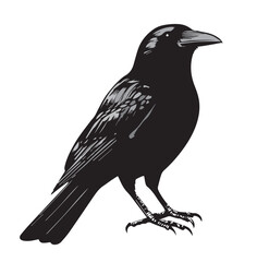 silhouettes of birds, bird, silhouette, animal, nature, illustration, vector, birds, crow, black, isolated, beak, bullfinch, branch, wildlife, white, wing, raven, feather, winter, cartoon, art, fly, 