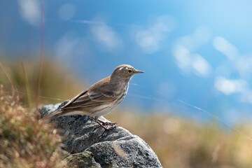 water pipit in sunlight