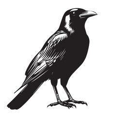 silhouettes of birds, bird, silhouette, animal, nature, illustration, vector, birds, crow, black, isolated, beak, bullfinch, branch, wildlife, white, wing, raven, feather, winter, cartoon, art, fly, 