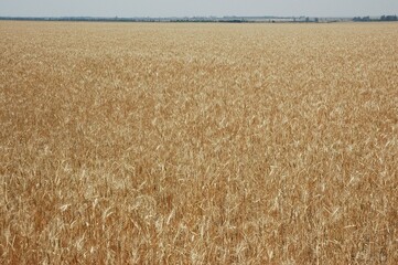 Wheat crops in northern Argentina