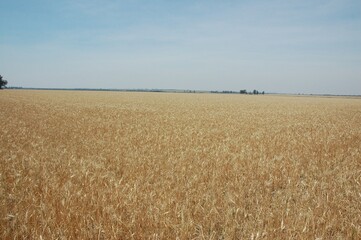 Wheat crops in northern Argentina