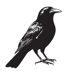 silhouettes of birds, bird, silhouette, animal, nature, illustration, vector, birds, crow, black, isolated, beak, bullfinch, branch, wildlife, white, wing, raven, feather, winter, cartoon, art, fly, 