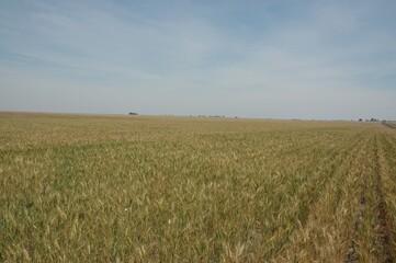 Wheat crops in northern Argentina