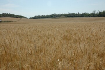 Wheat crops in northern Argentina