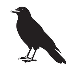 silhouettes of birds, bird, silhouette, animal, nature, illustration, vector, birds, crow, black, isolated, beak, bullfinch, branch, wildlife, white, wing, raven, feather, winter, cartoon, art, fly, 