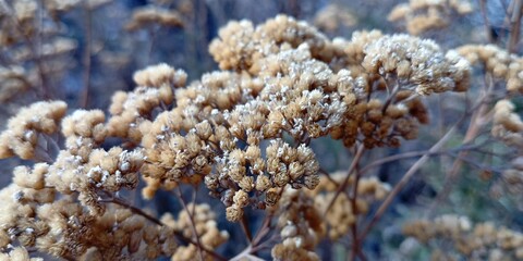 Panoramic autumn background with dry field plants. dry plants in the field in autumn.