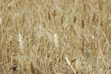 Wheat crops in northern Argentina