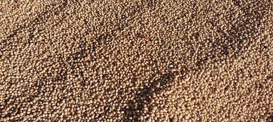 Panorama with soybean harvest. yellow grains of the soybean crop in a panoramic shot.
