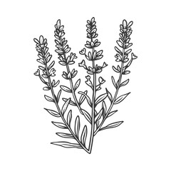 Naklejka premium A Black and White Hand Drawn Illustration of Lavender Flowers
