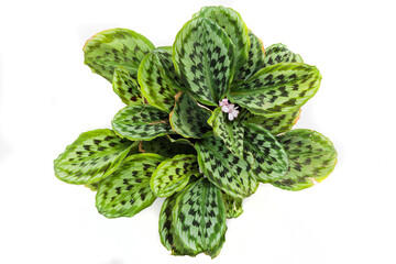 A plant with green leaves and pink flowers