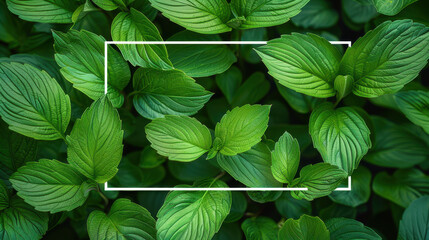 Lush Green Leaves with White Frame Background, Nature Texture Concept for Designs and Eco-Friendly Themes, Vibrant Foliage in Natural Setting, Ideal for Environmental and Botanical Projects