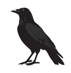 silhouettes of birds,bird, silhouette, animal, nature, illustration, vector, birds, crow, black, isolated, beak, bullfinch, branch, wildlife, white, wing, raven, feather, winter, cartoon, art, fly, tr