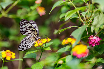 Obraz premium PUERTO PRINCESA, PHILIPPINES: Palawan Butterfly Eco-garden, detailed close up shot of paper kite butterfly, Idea leuconoe