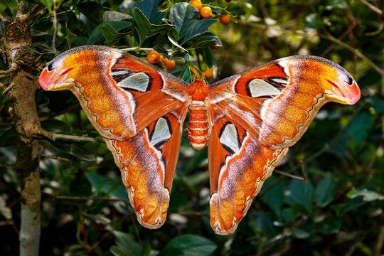 PUERTO PRINCESA, PHILIPPINES: Palawan Butterfly Eco-garden, detailed close up shot of Atlas moth, Attacus Atlas, butterfly with wings outstretched, male with large, feather-like antennae