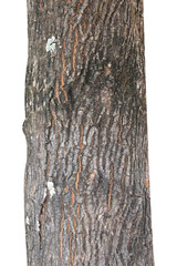 Fototapeta premium Tree trunk isolated on transparent background.