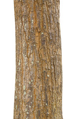 Tree trunk isolated on white background.
