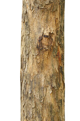 Fototapeta premium Tree trunk isolated on transparent background.