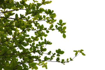Green leaf or branch isolated on transparent background.