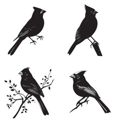 silhouettes of birds,bird, silhouette, animal, nature, illustration, vector, birds, crow, black, isolated, beak, bullfinch, branch, wildlife, white, wing, raven, feather, winter, cartoon, art, fly, tr