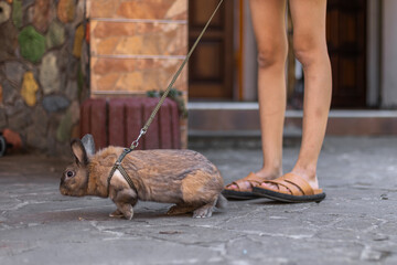 A red-haired domestic rabbit walks down the street. Pets concept.