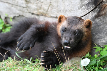 Fototapeta premium Siberian wolverine portrait