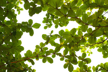 Green leaf or branch isolated on transparent background.