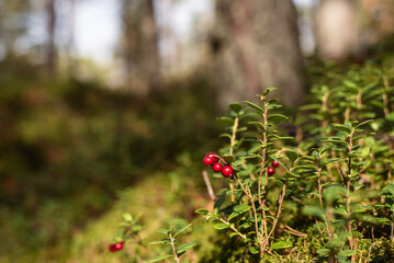 Lingonberry also partridgeberry, mountain cranberry or cowberry (lat. Vaccinium vitis-idaea) shrub with ripe red fruits growing in the forest at sunny autumn day.