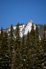 snowy mountains behind green fir trees
