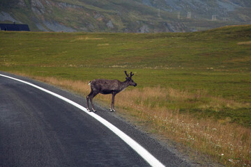 Rentier in Norwegen